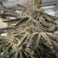 In House Genetics Slurricane ix