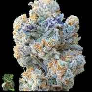 In House Genetics Slurricane