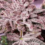 In House Genetics Slurrup