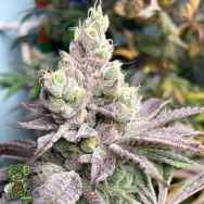 In House Genetics Snow Flurry