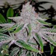 In House Genetics Sour Punch