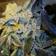In House Genetics Sugar Cane
