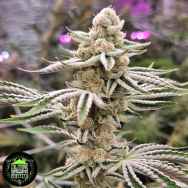 In House Genetics Sugar Fuel