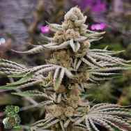 In House Genetics Sugar Fuel