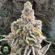 In House Genetics Sugar Pie