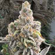 In House Genetics Sugar Pie