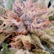 In House Genetics Supreme Grapes
