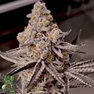 In House Genetics Supremium