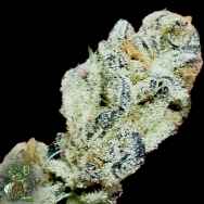In House Genetics Tacky Glue