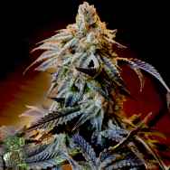 In House Genetics Triple Platinum Candy