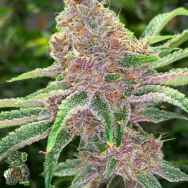 In House Genetics Trop Juice