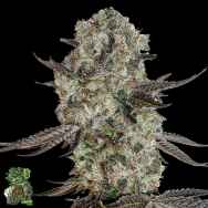 In House Genetics Twisted Pie