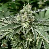 In House Genetics Velvet Skies