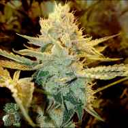In House Genetics Zilky Zmooth