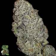 In House Genetics Zurple Punch BX