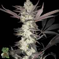 In House Genetics Do-Lato S1