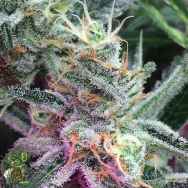 In House Genetics 26mm