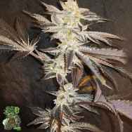 In House Genetics 33rd Degree
