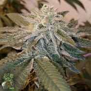 In House Genetics Alien Breath
