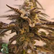 In House Genetics Apple Jax