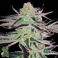 In House Genetics Aurelium