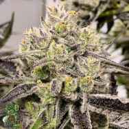 In House Genetics Banana Cream Pie