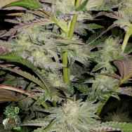 In House Genetics Bananium