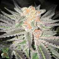 In House Genetics Big Drip