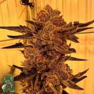 In House Genetics Black Cherry Flambe