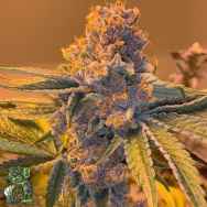 In House Genetics Black Cherry Pie f5