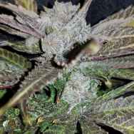 In House Genetics BlackCherry Punch
