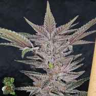 In House Genetics Black Cherry Urkle