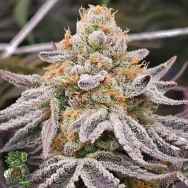 In House Genetics Black Sugar
