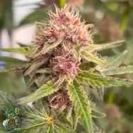 In House Genetics Blackcherry Sherb