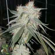 In House Genetics Cactus x OOKB