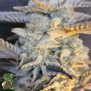 In House Genetics Cakes n Cream