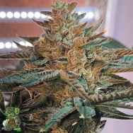 In House Genetics Candy Cane