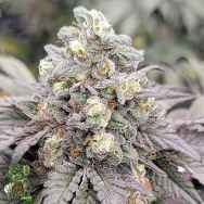 In House Genetics Drizzle