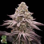 In House Genetics Platinum Zushi