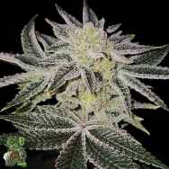 In House Genetics Platinum Dosha