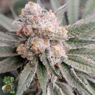 In House Genetics Sugar Cane v2 BX1