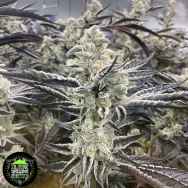 In House Genetics Platinum Kush Breath REMIX