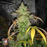 Jinxproof Genetics Hell on Wheels