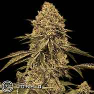 Josh D Seeds Bonded By Bud