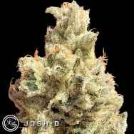 Josh D Seeds Head Rush