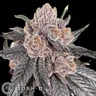 Josh D Seeds Love Lyfe