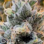 Josh D Seeds Metamorpheus F2