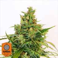 Kannabia Seeds Amnesi-K Lemon