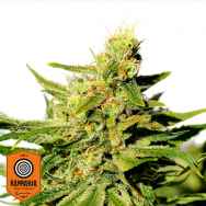 Kannabia Seeds BCN Diesel CBD