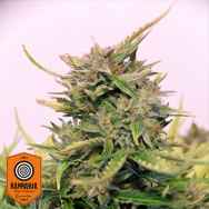 Kannabia Seeds Baby Boom Auto CBD